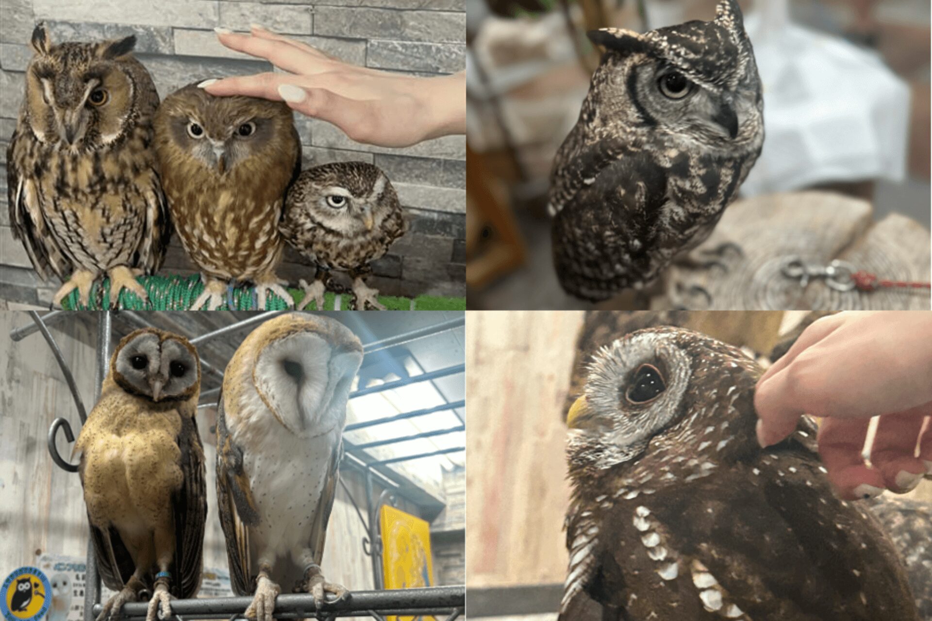 手のひらサイズの小さなフクロウから膝下サイズの大きなフクロウまで!こんなにさまざまな種類がいることにびっくりしました!
