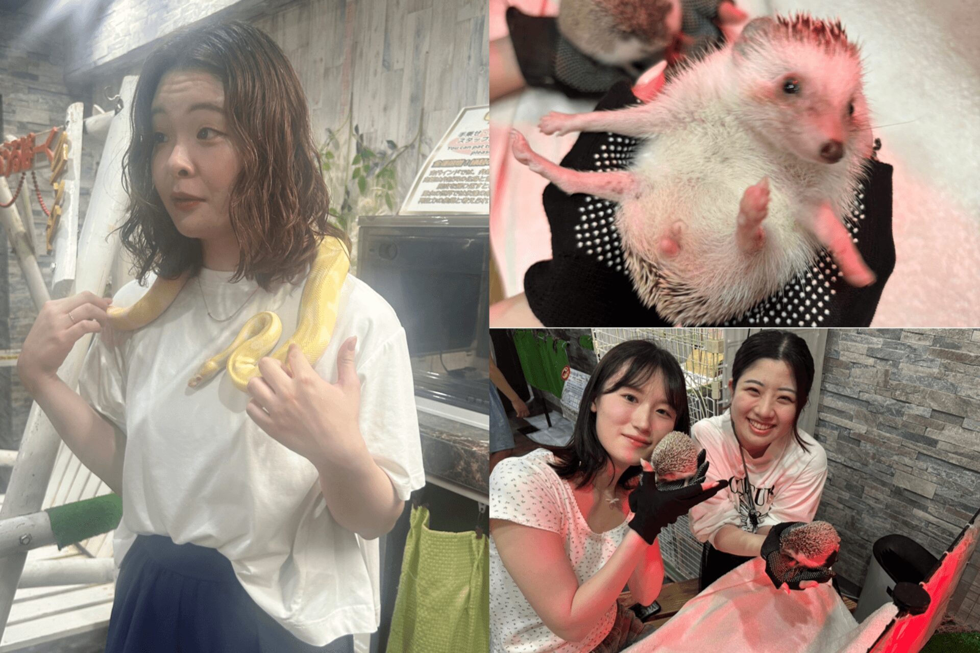 フクロウだけでなくハリネズミや蛇との触れ合いも!蛇は首に巻いてドキドキでした!